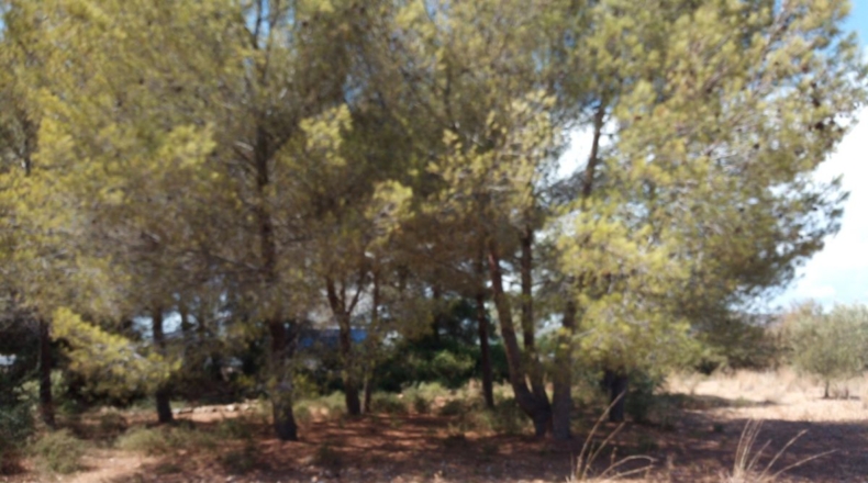 Castellón - Peñíscola - 4293m2