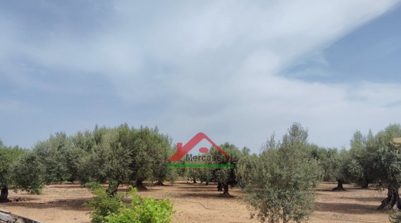 Castellón - Vinaroz - 6338m2