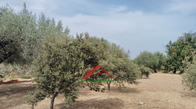 Castellón - Vinaroz - 6338m2
