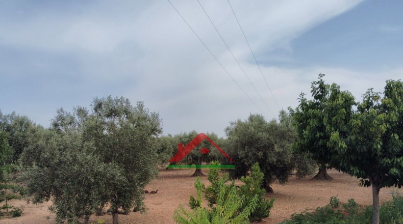 Castellón - Vinaroz - 6338m2