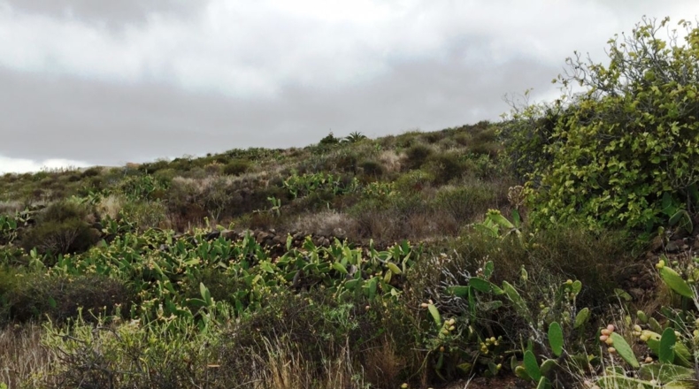 Santa Cruz de Tenerife - Chimiche - 16495m2