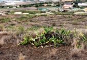 Terreny no urbanitzable en venda a Granadilla de Abona ref.: TR22172 foto