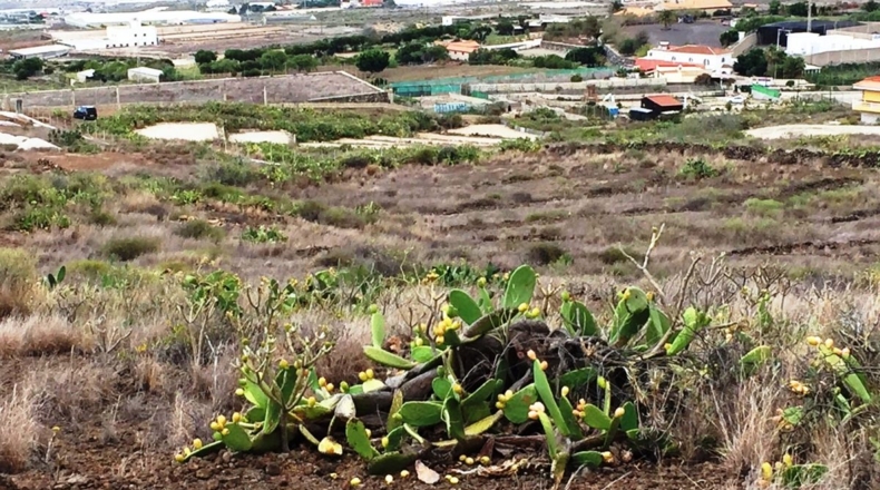 Santa Cruz de Tenerife - Chimiche - 16495m2