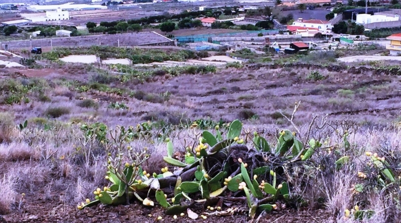 Santa Cruz de Tenerife - Chimiche - 16495m2