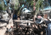 Finca rústica en venda a Granadilla de Abona ref.: TR37156 foto