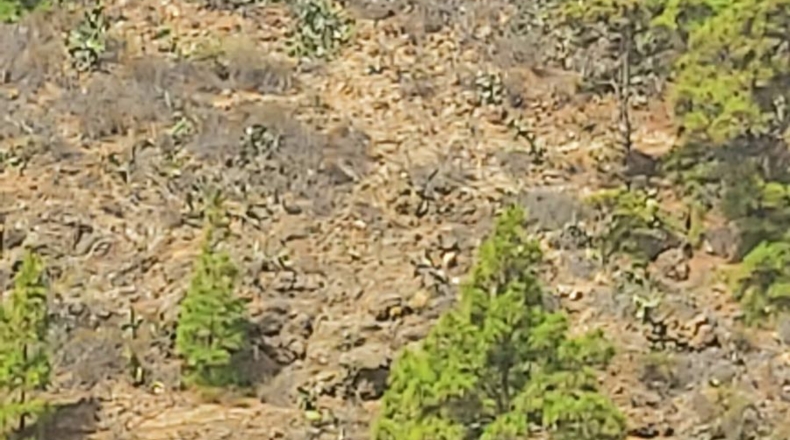 Santa Cruz de Tenerife - Granadilla de Abona - 884m2