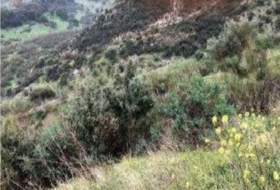 Cortes de la Frontera 7625&nbsp;m² 
