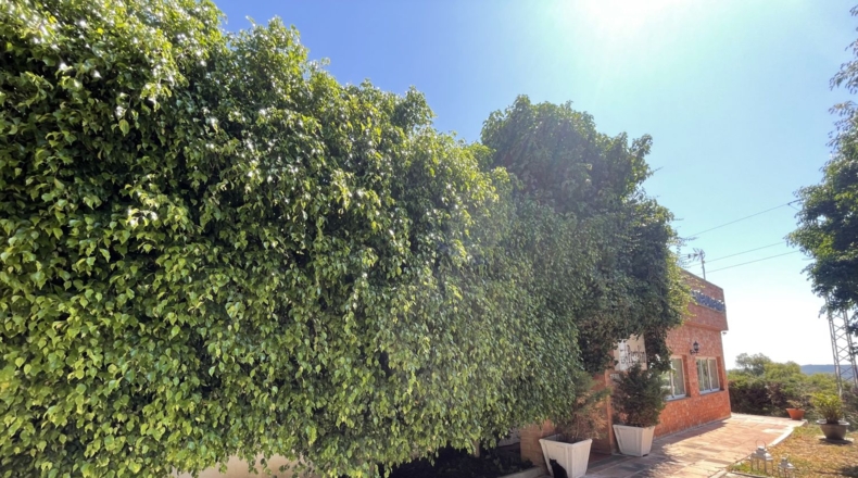 Cádiz - Algesires - 2180m2