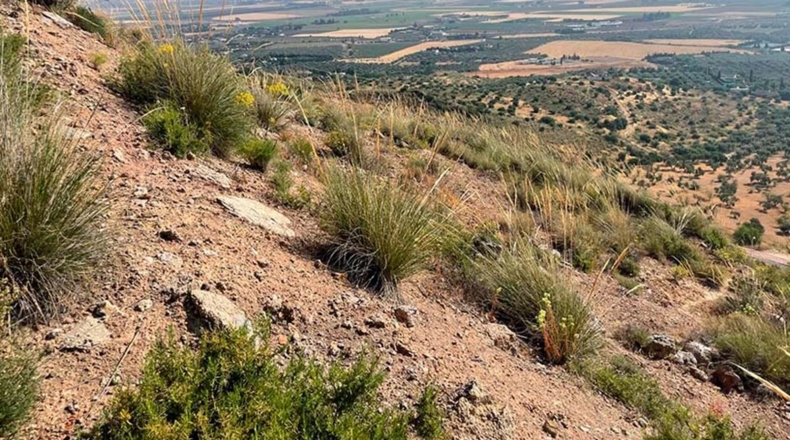 Malaga - Antequera - 1583m2