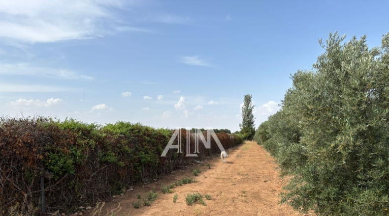 Ciudad Real - Manzanares - 10678m2