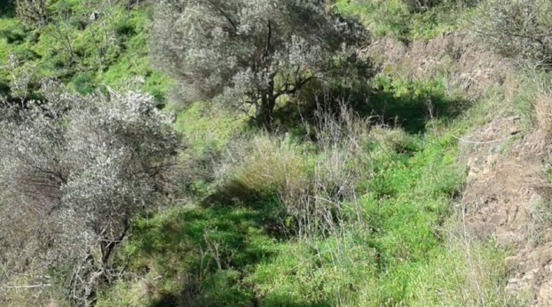 Málaga - Torrox - 9300m2