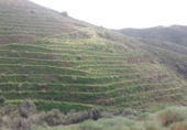 Земля на продажу у города Torrox Park Фото
