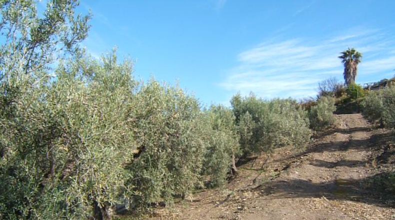 Málaga - Torrox - 3400m2