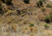Land suitable for development for sale in Torrox Park ref: TR53576 photo