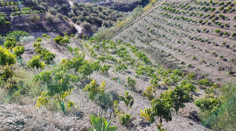 Málaga - Torrox - 1000m2