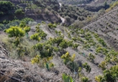 Xalet independent amb terreny en venda a Frigiliana ref.: TR14104 foto