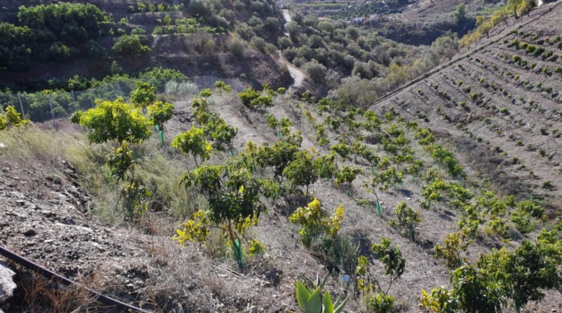 Málaga - Torrox - 1000m2