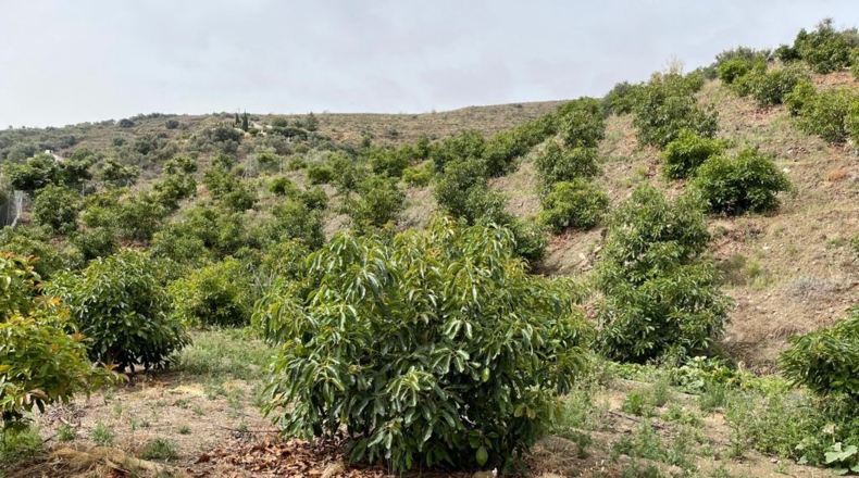 Málaga - Torrox - 14600m2