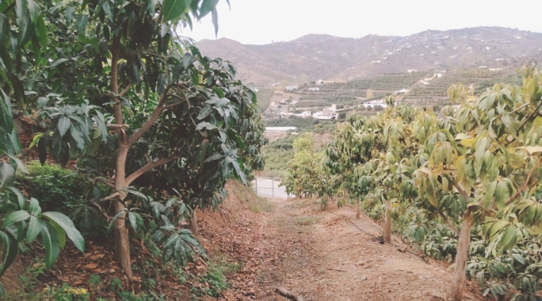 Málaga - San Rafael - 7000m2