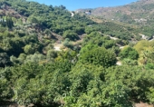 Finca rústica en venda a Torrox ref.: TR67422 foto