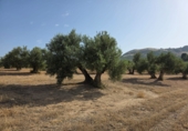 Non-developable land for sale in Garcíez ref: TR258374 photo