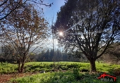 Finca rústica en venta en Ampuero ref: TR67879 foto
