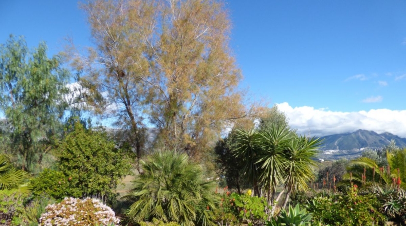 Málaga - Loma de la Cuesta del Molino - 5000m2
