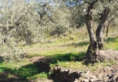 Rural estate for sale in Arenas ref: TR285030 photo