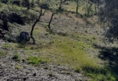 Rural estate for sale in Arenas ref: TR285030 photo