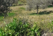 Rural estate for sale in Arenas ref: TR285030 photo