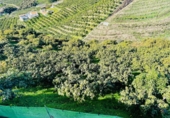 Земельный участок на продажу в городе Vélez-Málaga. Фото