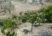 Xalet independent amb terreny en venda a Arenas ref.: TR14049 foto