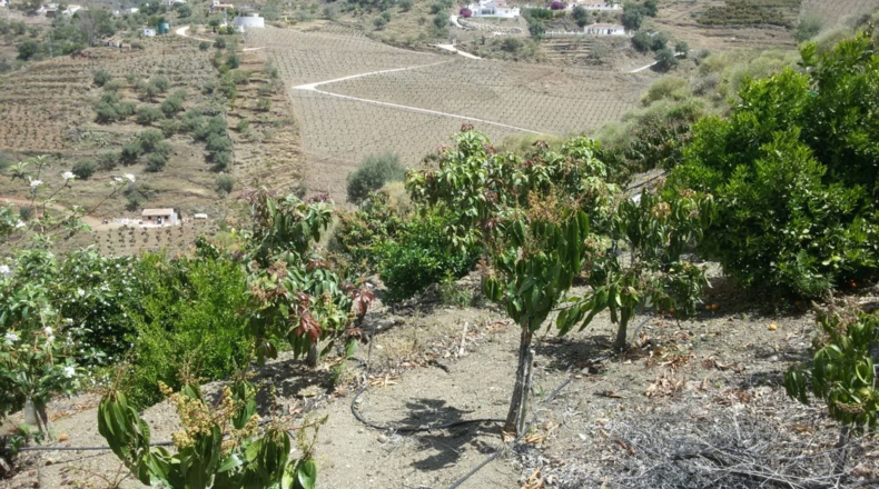 Málaga - Daimalos - 2700m2