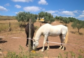 Xalet independent amb terreny en venda a Periana ref.: TR187599 foto