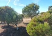 Finca rústica en venta en Brunete ref: TR62591 foto