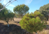 Finca rústica en venta en Brunete ref: TR62591 foto