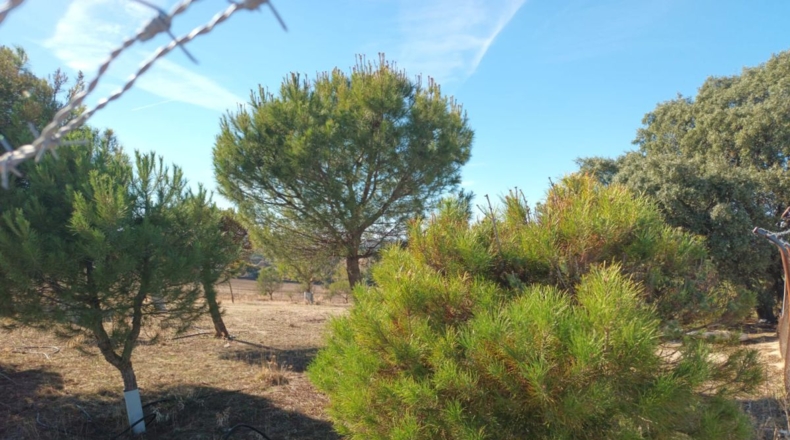 Comunidad de Madrid - Brunete - 10000m2