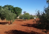Xalet independent amb terreny en venda a Almendralejo ref.: TR15076 foto