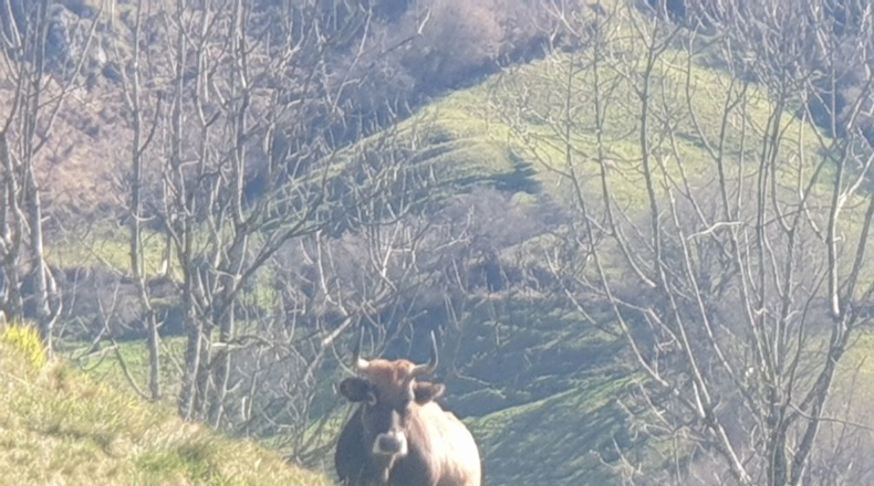 Asturias - Martimporra - 3700m2