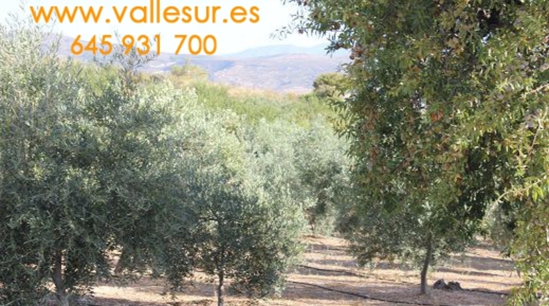 Granada - Restábal - 20000m2