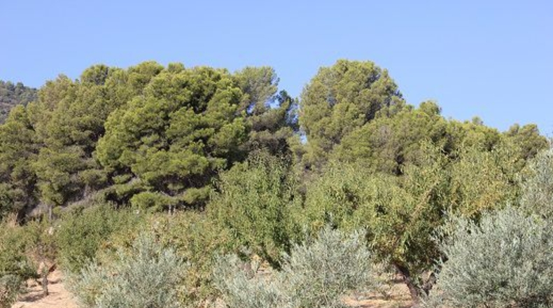 Granada - Restábal - 20000m2