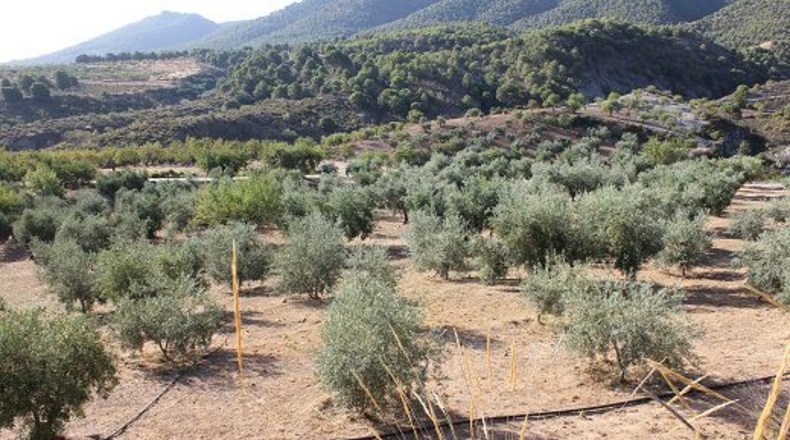 Granada - Restábal - 20000m2
