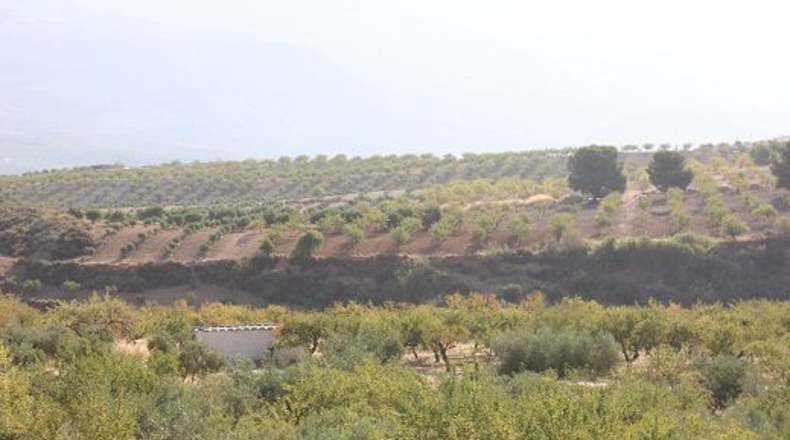 Granada - Restábal - 20000m2