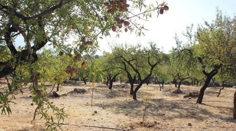 Granada - Restábal - 20000m2