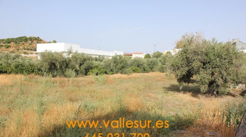 Granada - Murchas - 2500m2