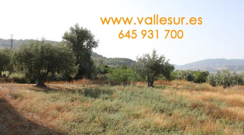 Granada - Murchas - 2500m2