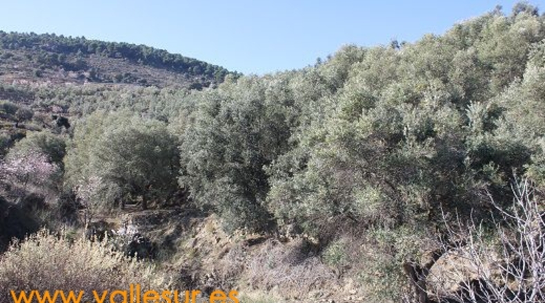 Granada - Pinos del Valle - 12000m2