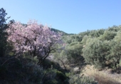 Terreno no urbanizable en venta en Ízbor ref: TR53715 foto