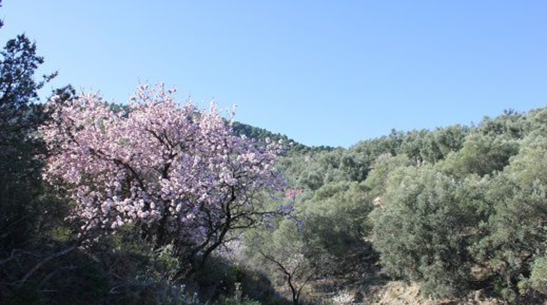 Granada - Pinos del Valle - 12000m2