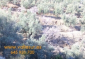 Terreno no urbanizable en venta en Ízbor ref: TR53715 foto